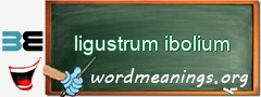 WordMeaning blackboard for ligustrum ibolium